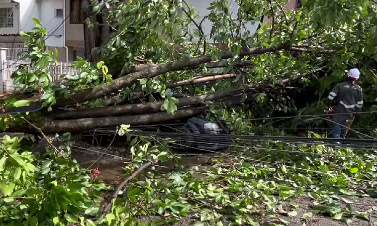 24 emergencias por caída de árboles en Cali, carros y casas fueron afectados