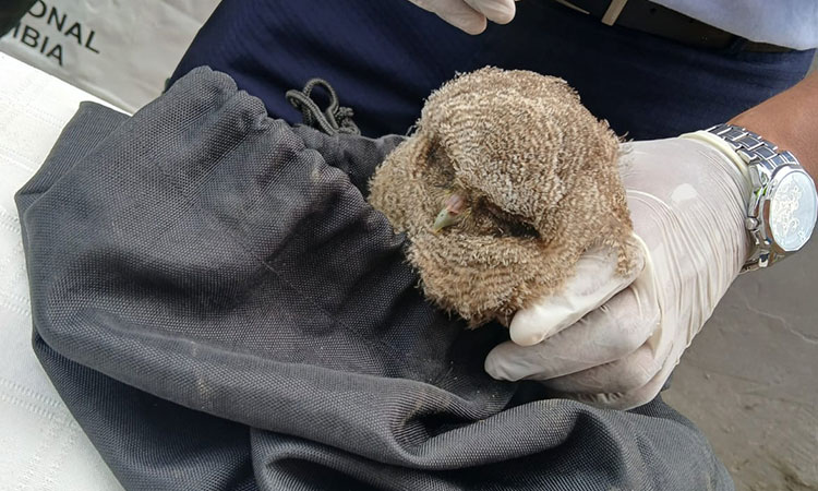 Operación ‘Rescate’ en Cali: cinco animales silvestres fueron liberados tras uso turístico ilegal