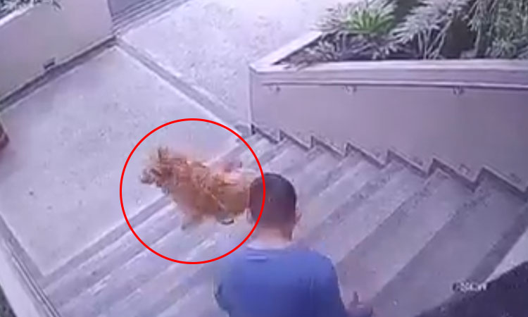 caso de maltrato animal Ibagué