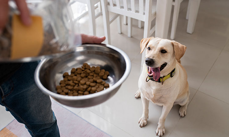 Alimentos prohibidos mascota