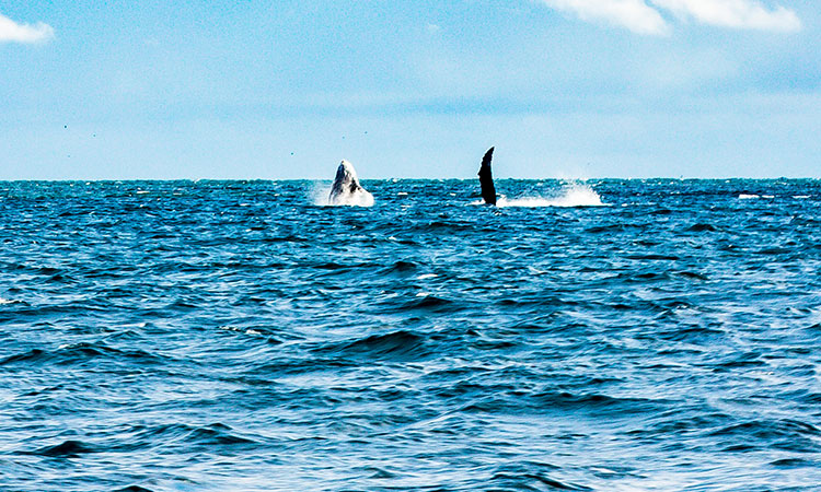 Ballenas jorobadas habrían sido acorraladas en Juanchaco: autoridades anuncian investigación