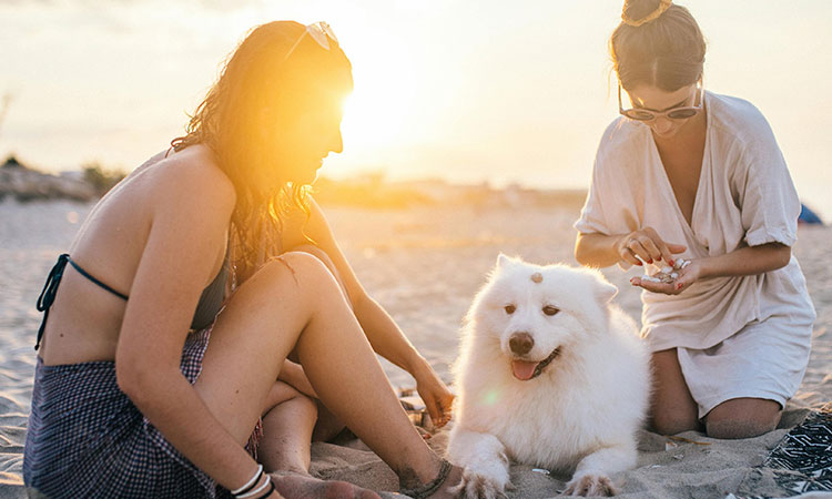 ¿Cómo afecta el calor a nuestras mascotas?
