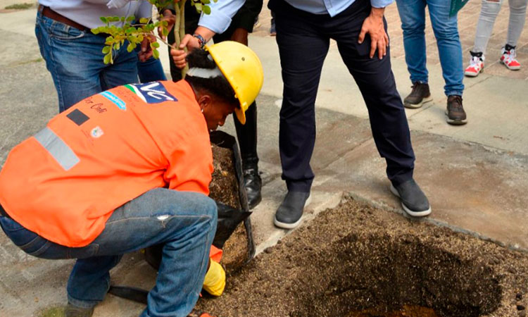 Sembrarán más de ocho mil árboles en Cali