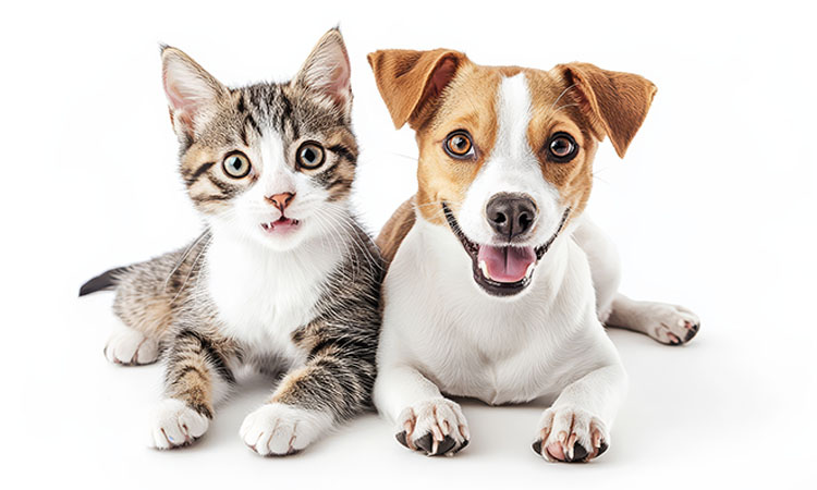 síntomas de parásitos en mascotas