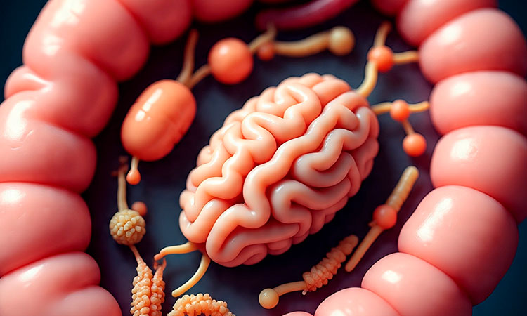 ¿Cómo el intestino piensa, siente y decide más de lo que creemos?