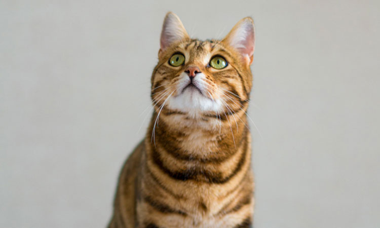 Emergencias en gatos: aprende primeros auxilios para actuar a tiempo