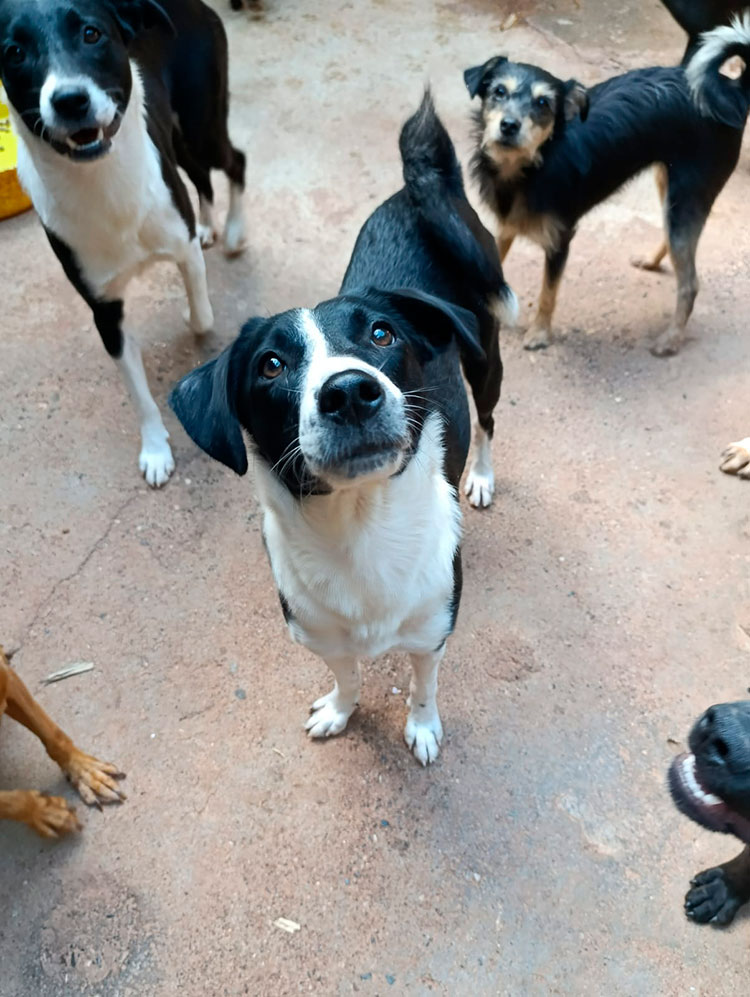 Patitas Rosas Cali pide apoyo: 140 animales en riesgo por desalojo. Con la campaña “Dona 1 metro cuadrado” buscan un hogar definitivo.