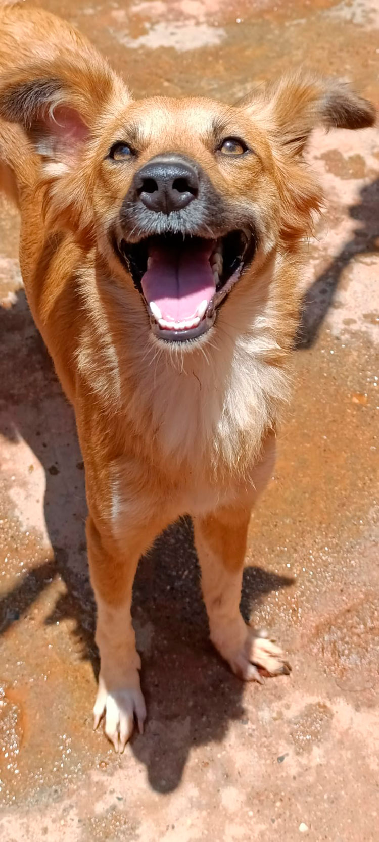 Patitas Rosas Cali pide apoyo: 140 animales en riesgo por desalojo. Con la campaña “Dona 1 metro cuadrado” buscan un hogar definitivo.