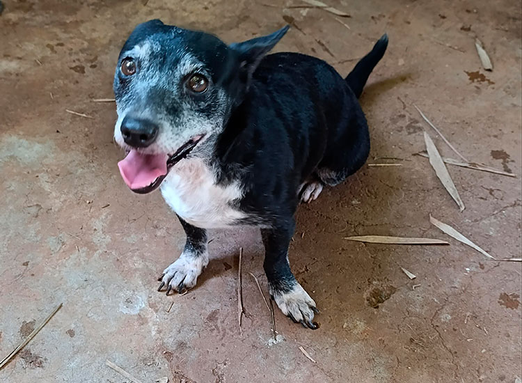 Patitas Rosas Cali pide apoyo: 140 animales en riesgo por desalojo. Con la campaña “Dona 1 metro cuadrado” buscan un hogar definitivo.