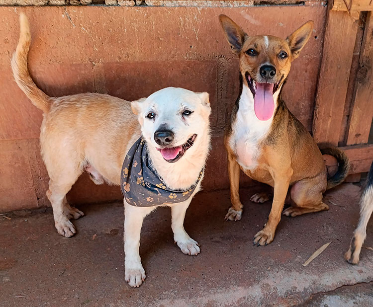 Patitas Rosas Cali pide apoyo: 140 animales en riesgo por desalojo. Con la campaña “Dona 1 metro cuadrado” buscan un hogar definitivo.