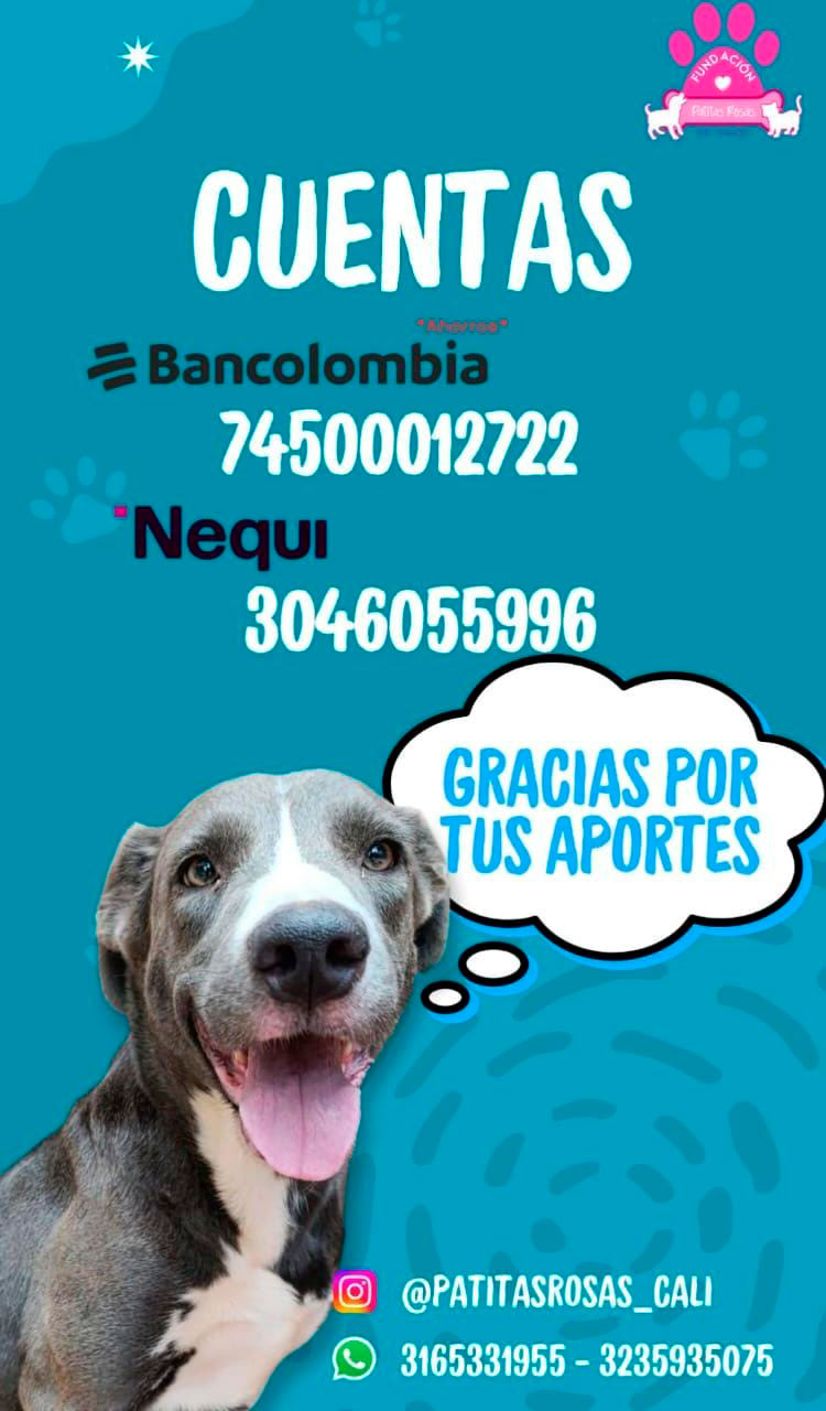 Patitas Rosas Cali pide apoyo: 140 animales en riesgo por desalojo. Con la campaña “Dona 1 metro cuadrado” buscan un hogar definitivo.