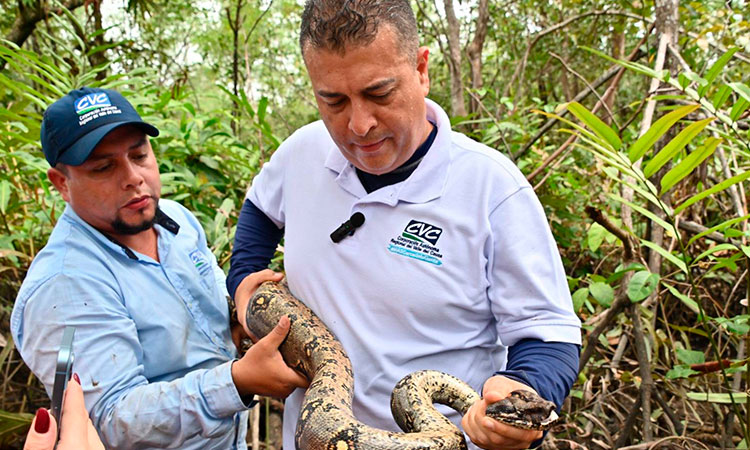 Masiva liberación de especies silvestres