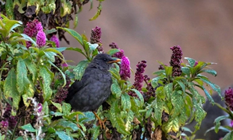 Semana de la Biodiversidad 2025 actividades fechas y como hacer parte del evento