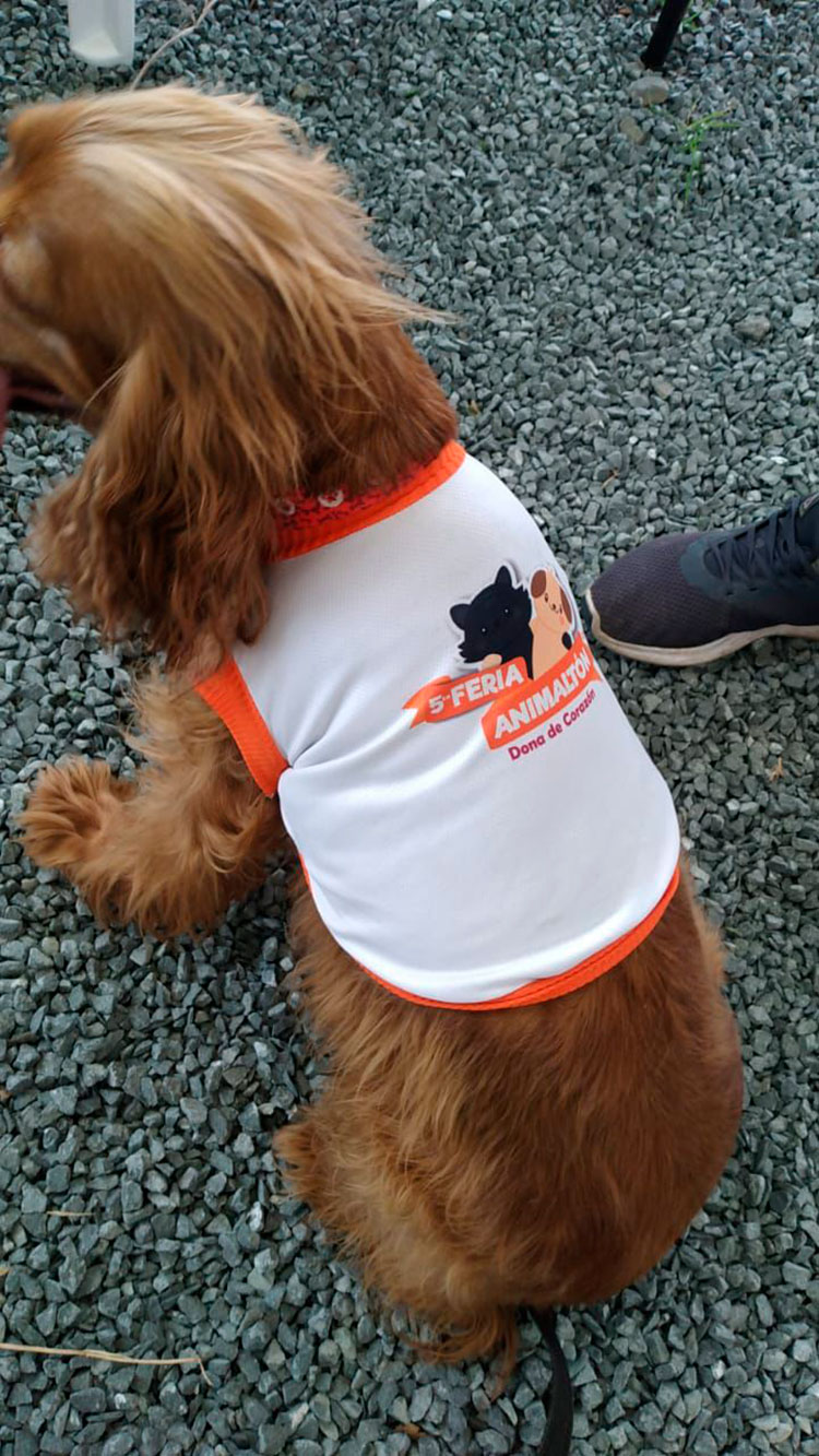 Animaltón: nueve años de solidaridad para los animales en el Valle del Cauca