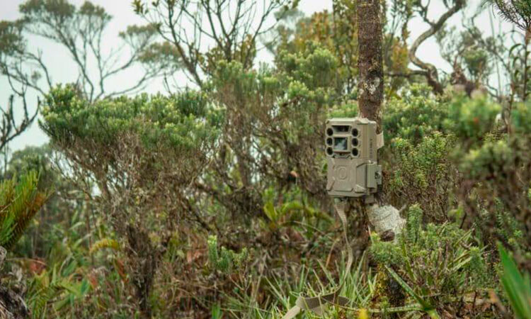 Cali instaló cámaras trampa con IA para proteger su biodiversidad