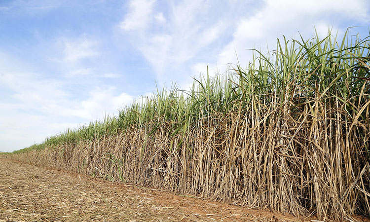 Nueva fórmula para el precio del etanol encendería crisis en el sector cañero y palmero