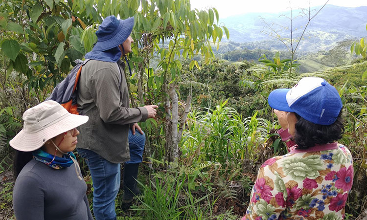 Protegen hábitat de Reinita del Canadá