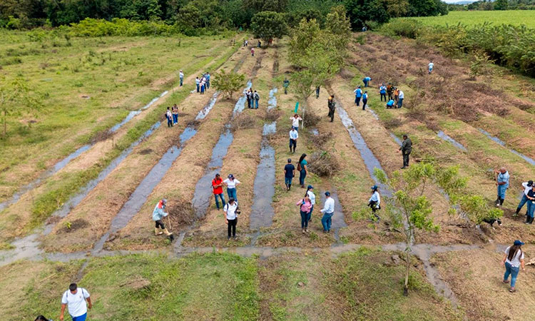 ¿Tiene un terreno libre? La CVC te da los árboles para reforestar