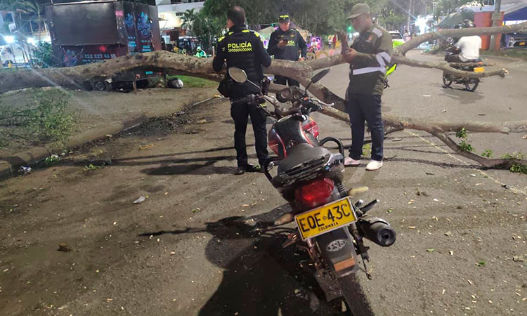 Avanza investigación por caída de rama de árbol que causó la muerte a un motociclista en Cali