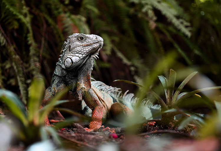 Guacarí: modelo de desarrollo sostenible y experiencias memorables desde Sincelejo