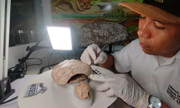 Hallan en Huila fósil que bautizaron en honor a Shakira