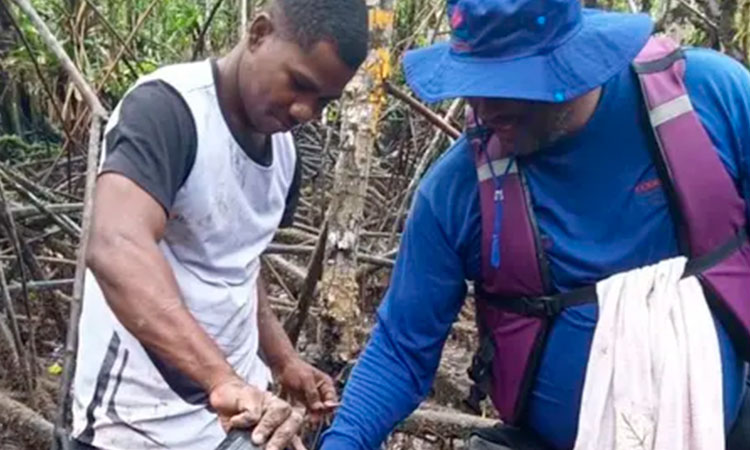 Monitorean calidad de agua en manglares