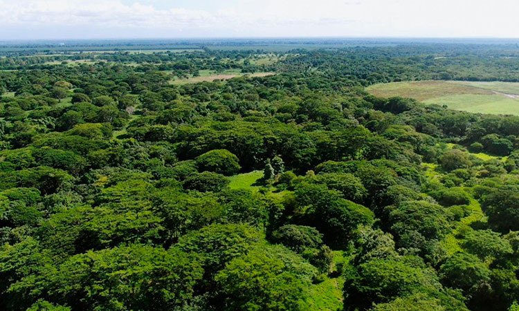 $423 mil millones para proyectos ambientales