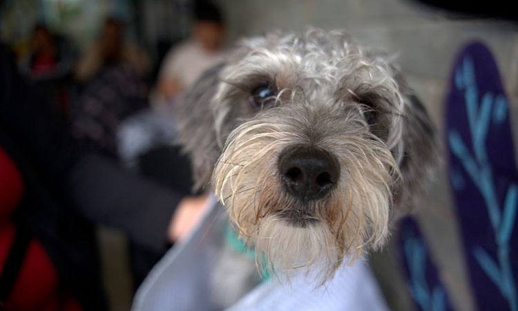 Centro de Bienestar Animal activa plan para cuidar a sus más de 120 animales durante temporada de pólvora