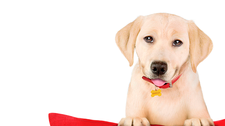 Stranger Things 5, Emily in Paris y Marley & Yo 2