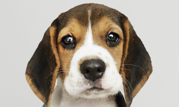 ¿Desea tener una mascota? Tenga en cuenta estos 5 tips para cuidar un perro