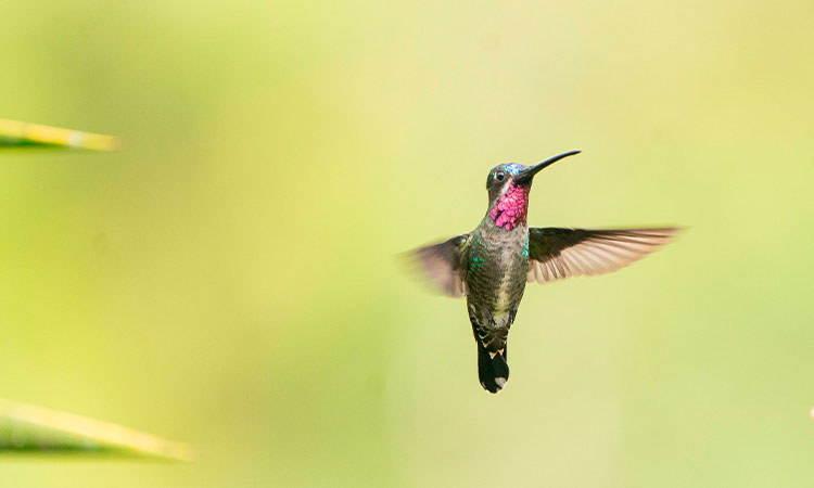 Colombia Birdfair 2026 calienta motores