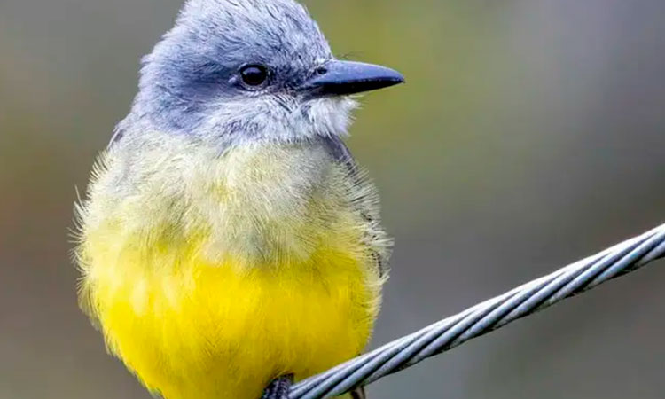 Colombia Birdfair 2026 en Cali ofrecerá 70 % de actividades gratuitas