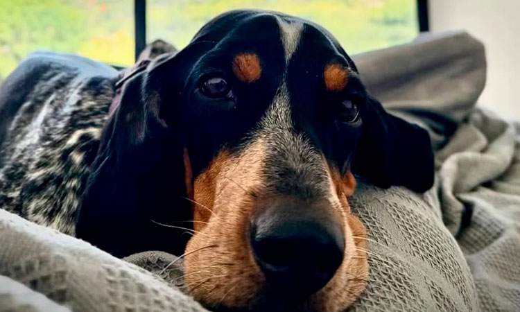 El Sabueso Fino Colombiano se convierte en la primera raza de perro colombiana con reconocimiento global