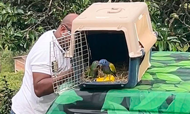 Liberan aves silvestres en norte del Valle