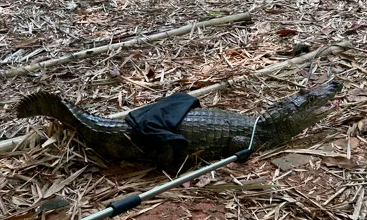 Una babilla será trasladada del humedal Lago de la Babilla al Pacífico