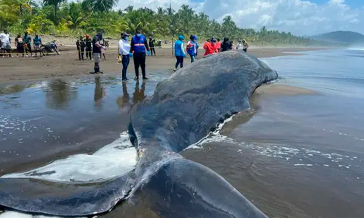 Cachalote varado en playa de Chocó no sobrevivió
