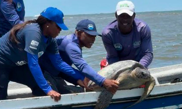 CVC lanzó guía para proteger tortugas marinas