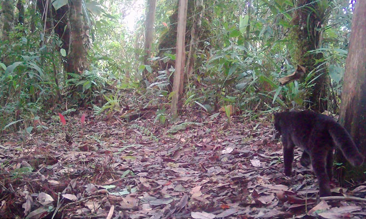 Cámaras trampa registran por primera vez un tigrillo melánico en Cali