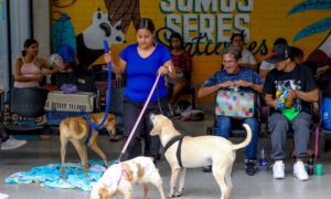 Abandono masivo de perros y gatos en Cali: más de 400 animales fueron dejados a su suerte en 2026