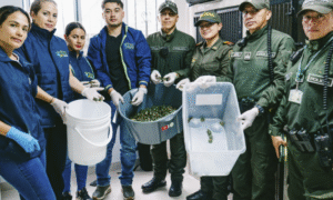 Tortugas hicotea incautadas en Popayán volverán a su hábitat