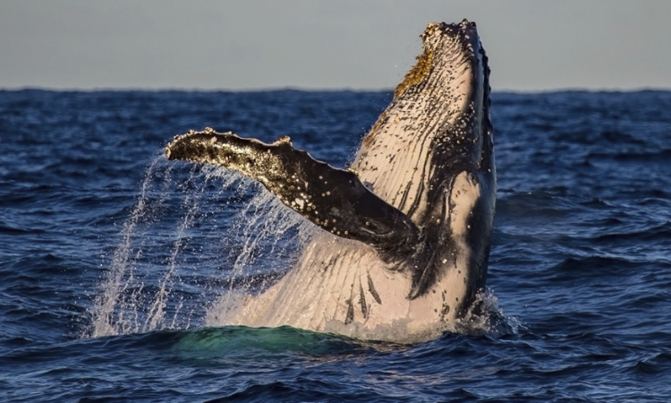 Comienza migración de ballenas en el Pacífico