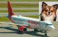 Tamaños y características de mascotas permitidas en aviones de Avianca